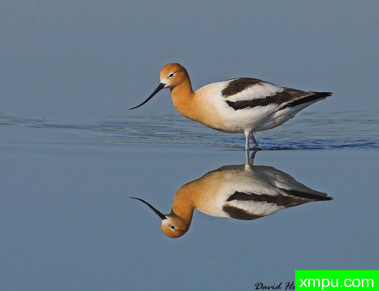 你看我--著名摄影师：大卫亨明斯摄影