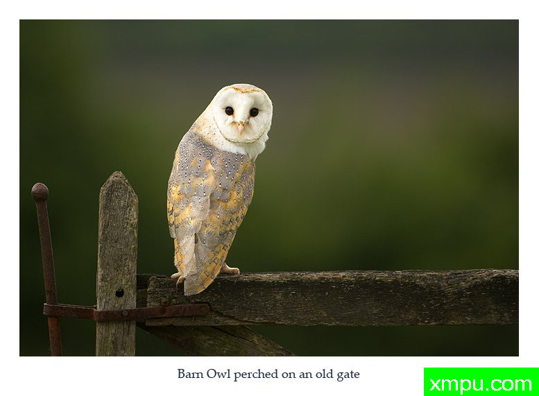 其实我很温柔---著名摄影师： 丹尼绿色摄影