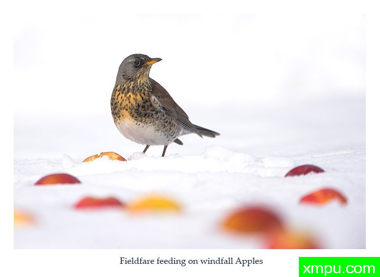 这是什么落了 ---著名摄影师： 丹尼绿色摄影