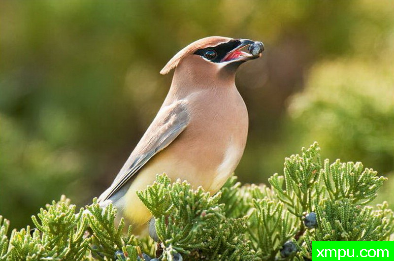 太平鸟--著名摄影师：大卫考特尼摄影
