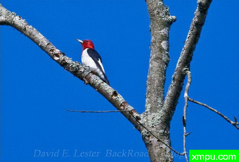 红头啄木鸟--著名摄影师：大卫莱斯特é 摄影