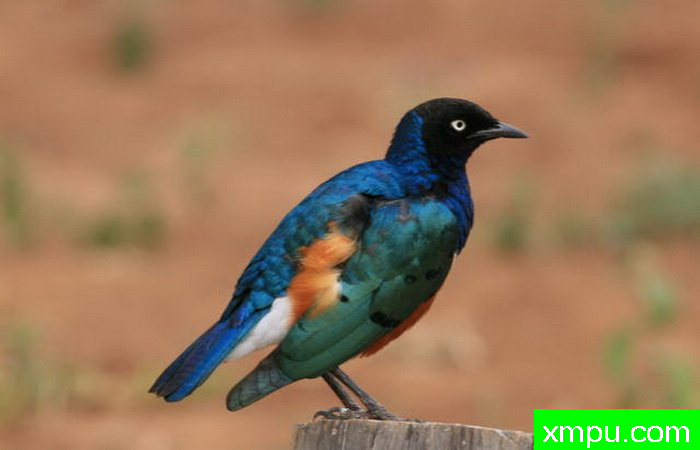 闪烁的颜色 ---摄影师： 达伦Colello  摄影