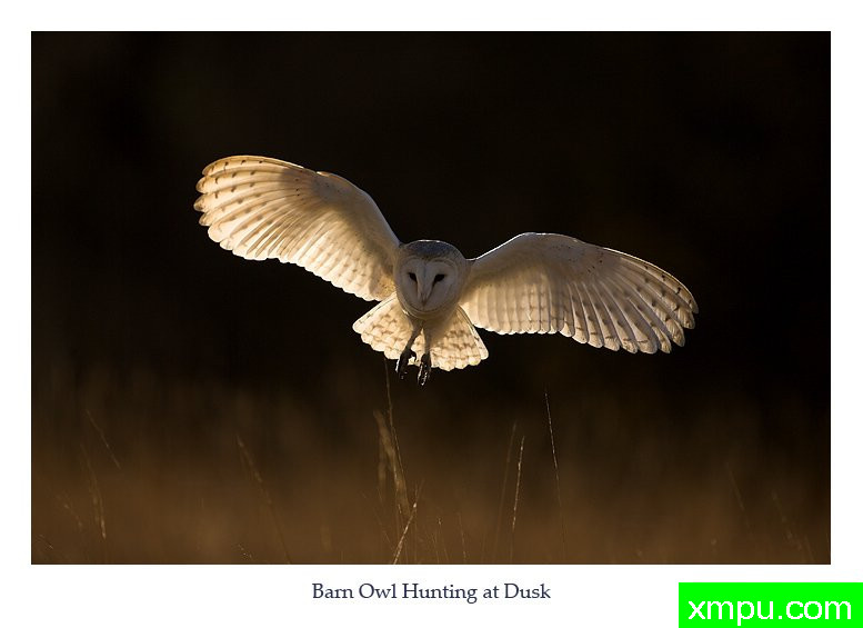 夜行者---著名摄影师： 丹尼绿色摄影