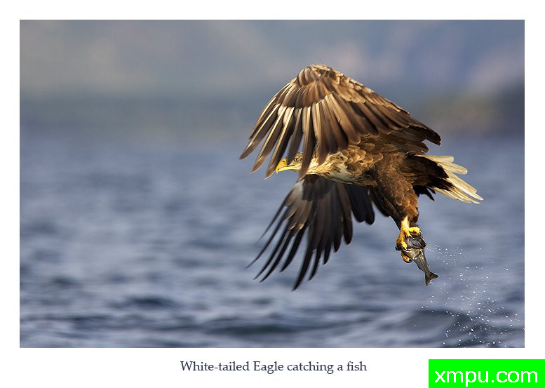 收获---著名摄影师： 丹尼绿色摄影