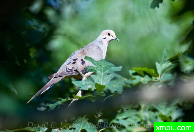 蓝点鸠--著名摄影师：大卫莱斯特é 摄影