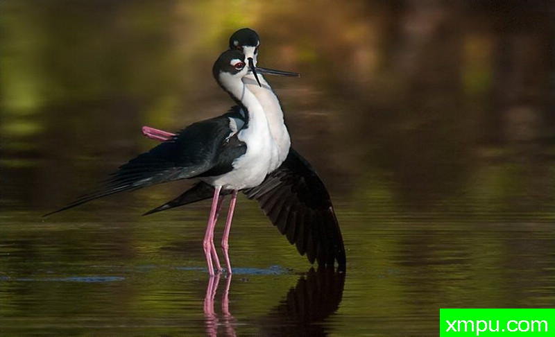小俩口---著名摄影师：罗尔夫Hicker。自然摄影[美国]