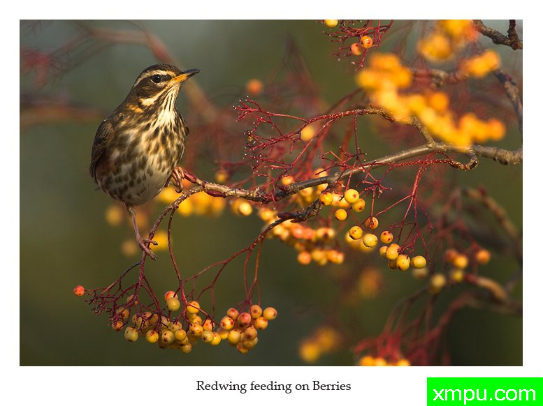 我的地盘---著名摄影师： 丹尼绿色摄影
