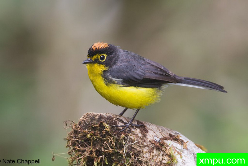 眼镜莺 --摄影纳特查珀尔[美国]