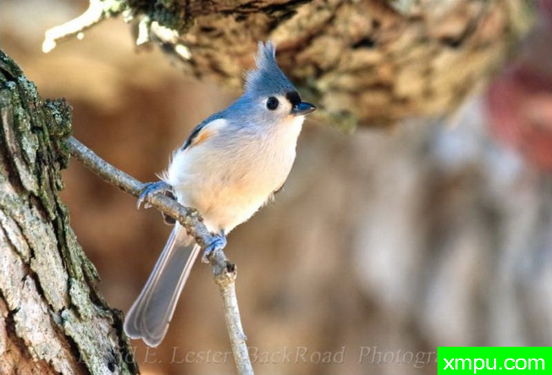 黑点蓝凤雀--著名摄影师：大卫莱斯特é 摄影
