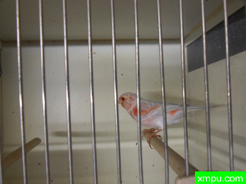 莱斯男性玛瑙opale mosaique胭脂----摄影师：chtibird [法国]