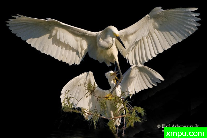 “展开你的翅膀” ---著名摄影师：归厄尔Arboneaux摄影