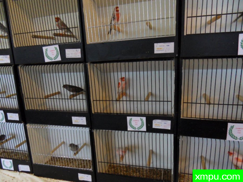 鸟笼----摄影师：chtibird [法国]