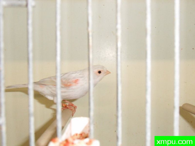 金丝雀-红翅----摄影师：chtibird [法国]