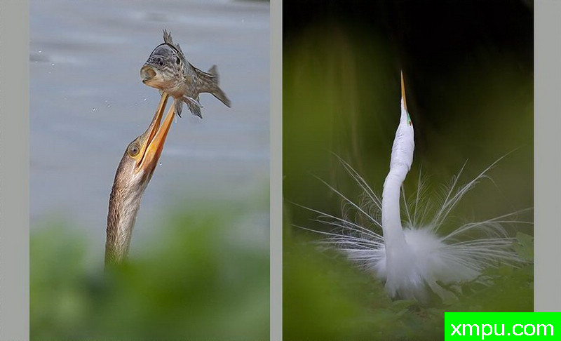 哎哟-象刀山---著名摄影师：罗尔夫Hicker。自然摄影[美国]