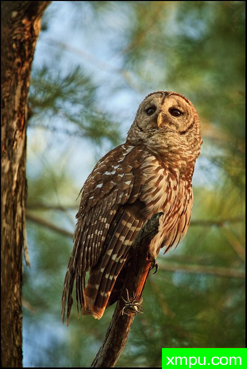 做个神鹰---著名摄影师：保罗MARCELLINI摄影[美国]