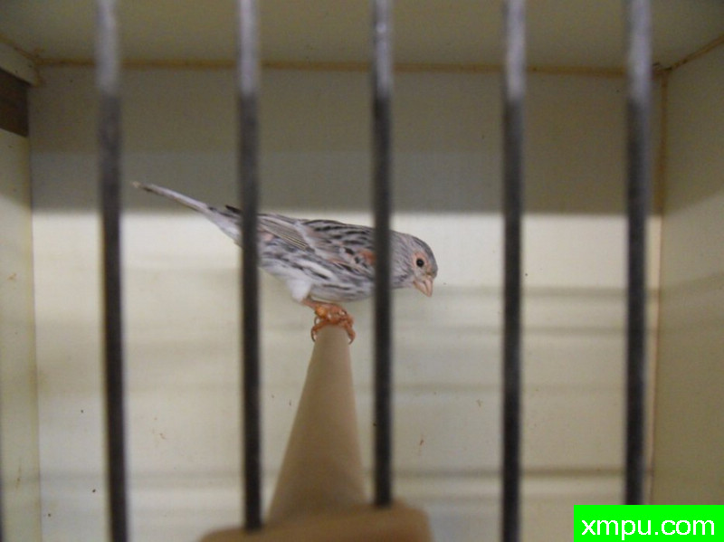 金丝雀-玛瑙mosaique胭脂----摄影师：chtibird [法国]