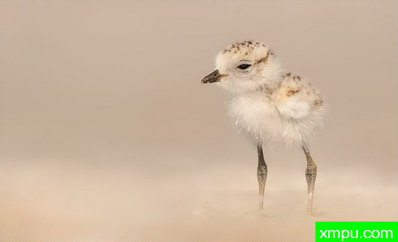 小眼看春光---著名摄影师：罗尔夫Hicker。自然摄影[美国]