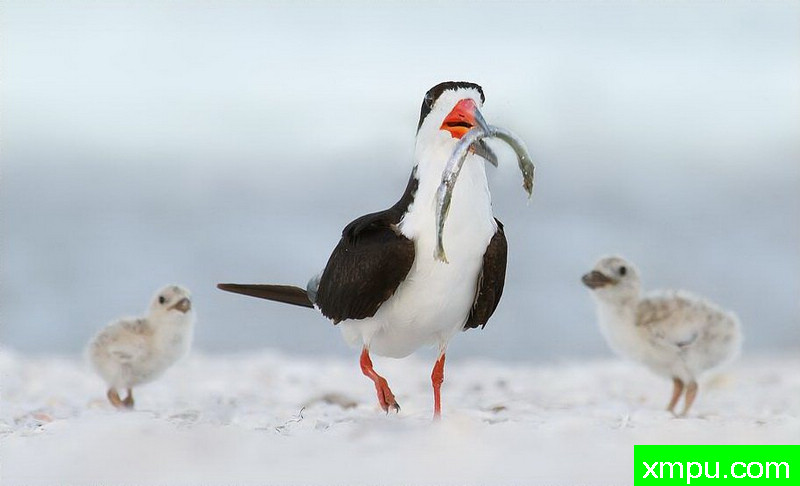 妈妈好历害---著名摄影师：罗尔夫Hicker。自然摄影[美国]