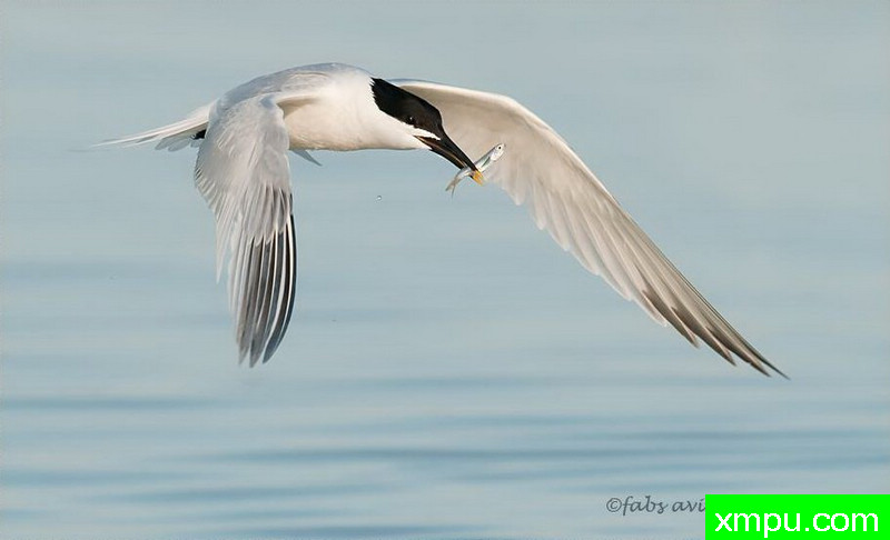 小鱼也将就---著名自然摄影师：罗尔夫Hicker。摄影[美国]