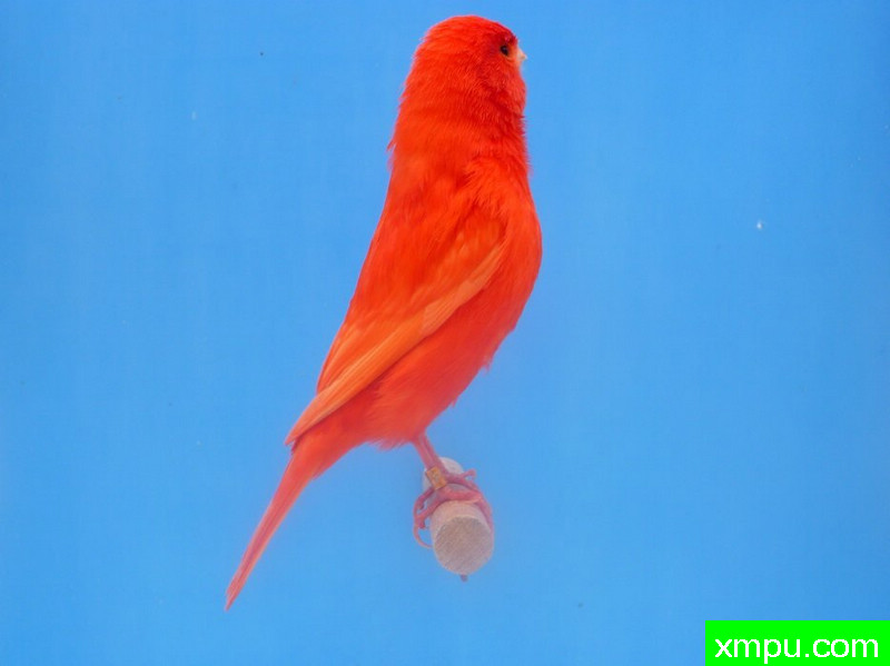 金丝雀-太阳红--摄影师：迈克尔罗杰[法国]