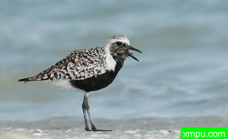 练音---著名摄影师：罗尔夫Hicker。自然摄影[美国]