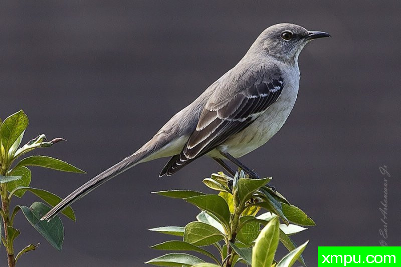 北莫克英 ---著名摄影师：归厄尔Arboneaux摄影[美国]