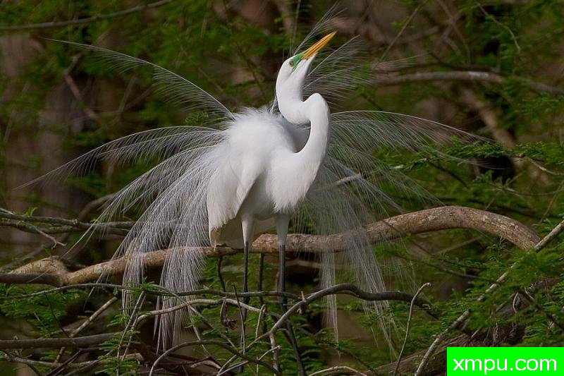“无法抗拒”---著名摄影师：归厄尔Arboneaux摄影[美国]