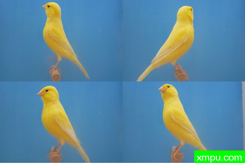 男性jaune蛋黄希梅尔群--摄影师：迈克尔罗杰[法国]