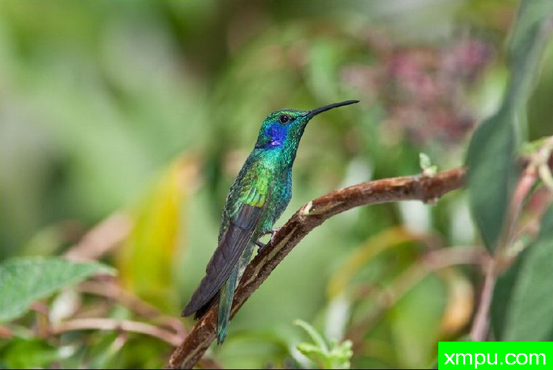 蓝耳蜂鸟--著名自然摄影师：以斯拉（Izzy）舒尔茨摄影[美国]