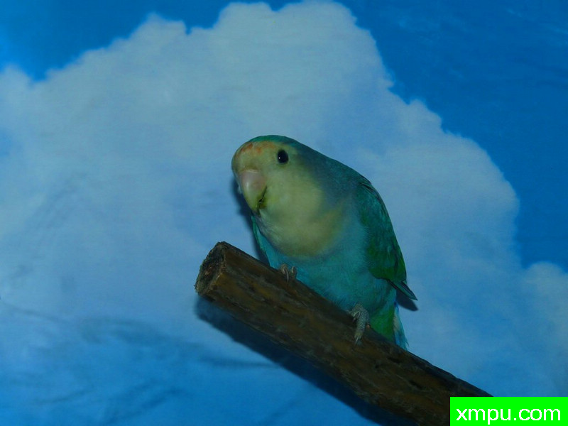 兰彩鹦鹉---著名自然摄影师:王晓瑜摄影