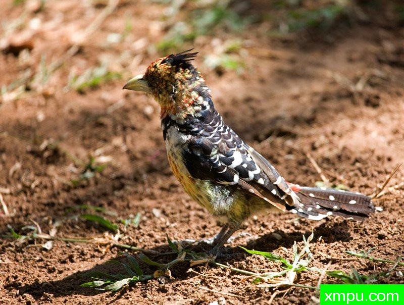 凤头巴贝特 ---摄影师：迈克尔莫斯