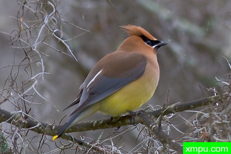 黄连雀---著名摄影师：归厄尔Arboneaux摄影[美国]