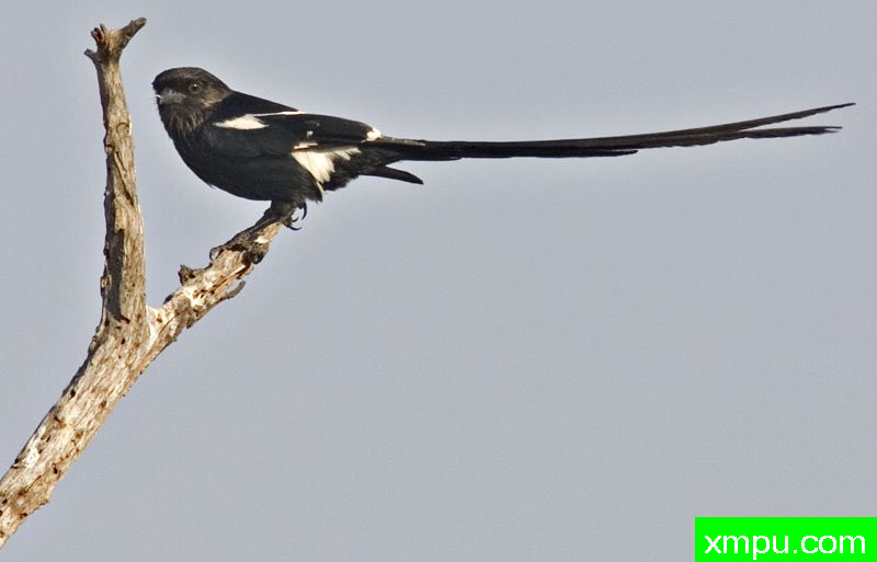 鹊伯劳[又名龙尾伯劳]---摄影师：迈克尔莫斯摄影