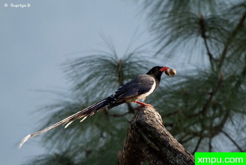 红嘴蓝鹊[印度]--著名摄影师：S达斯摄影