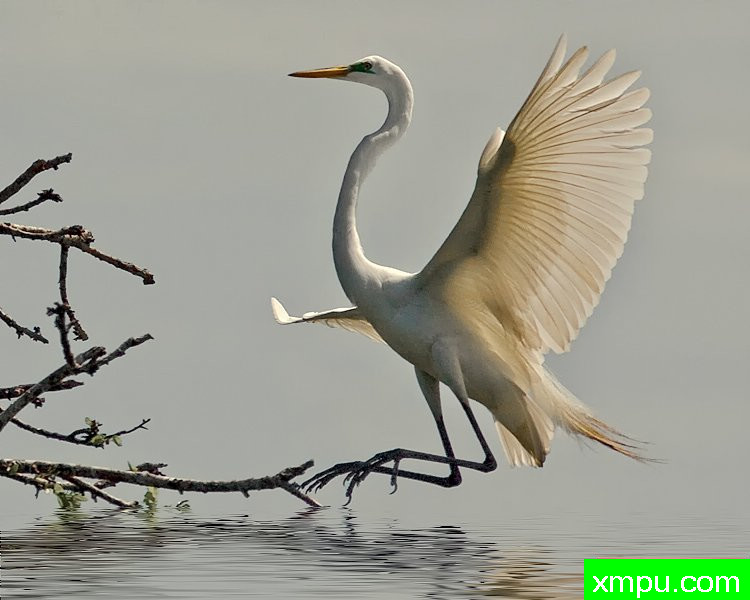 天使鲈鱼” ---著名摄影师：归厄尔Arboneaux摄影[美国]