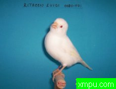 金丝雀意大利锦标赛[打开音箱-配曲自动播放]