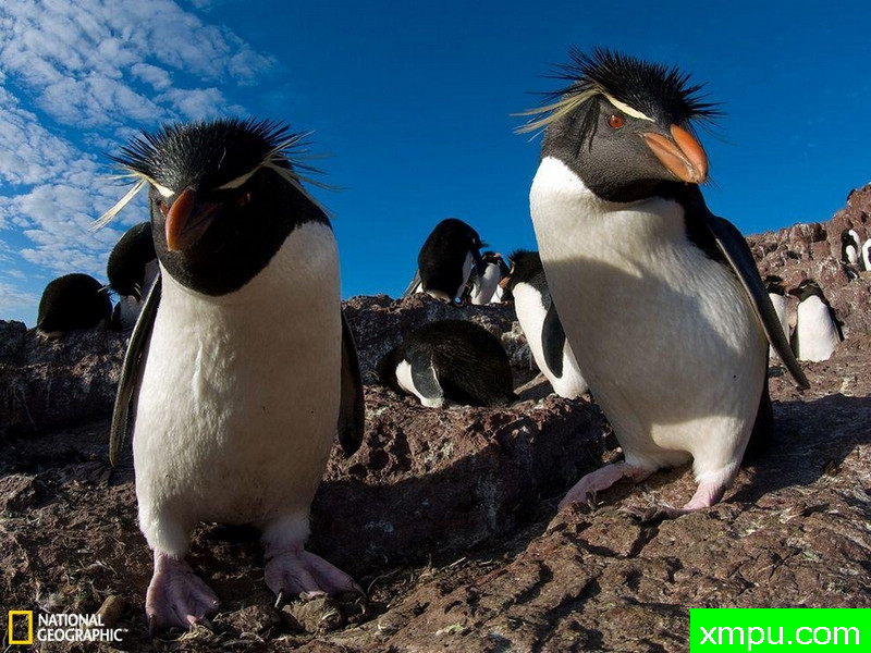 凤头黄眉企鹅---摄影师：Tomas Kotouc, My Shot