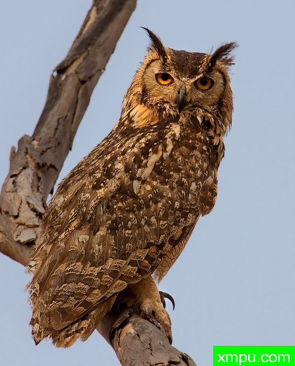 可爱鹰鸮[摇滚鹰鸮]--[印度]--摄影师S达斯摄影