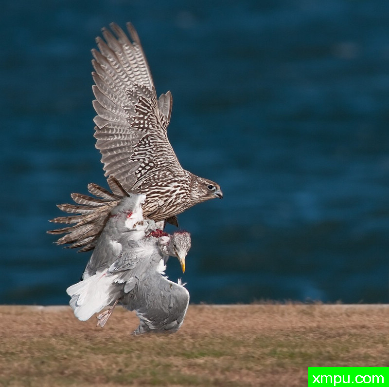 胜利者 --摄影师：卢克奥曼德摄影