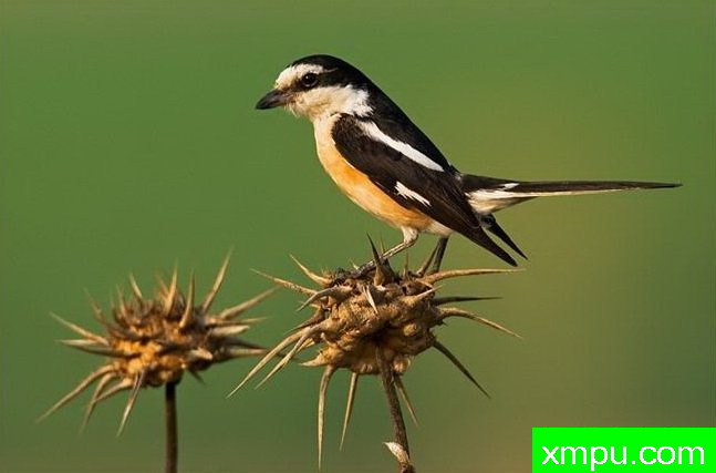 蒙面伯劳--野生动物摄影师:丹尼拉雷多摄影