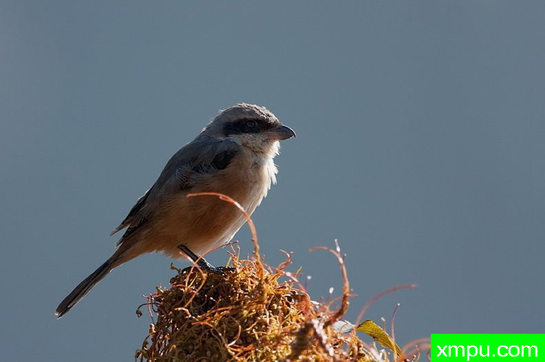 灰背伯劳[印度]--摄影师：S达斯摄影