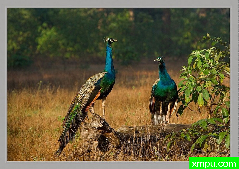 印度孔雀 - 帕夫cristatus