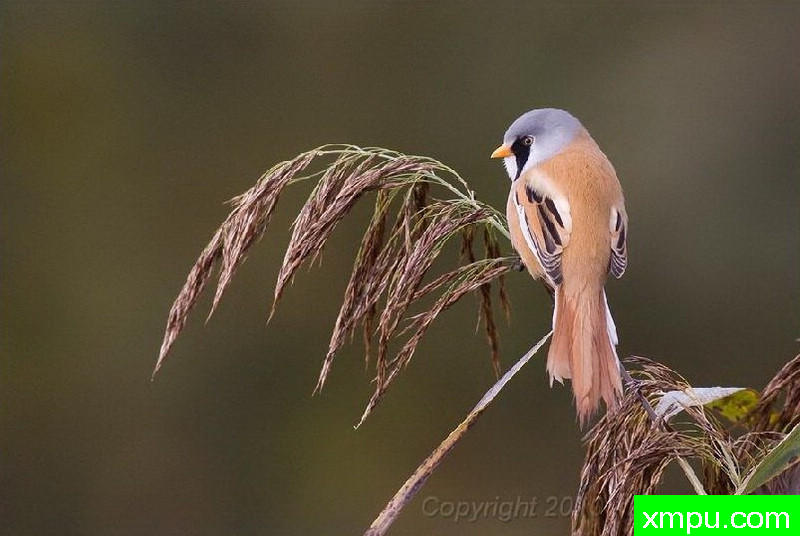 黑三角--著名自然摄影师：菲利普Mineur [法国]