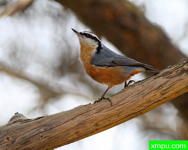 红胸鳾 --摄影师史蒂夫巴尔克摄影