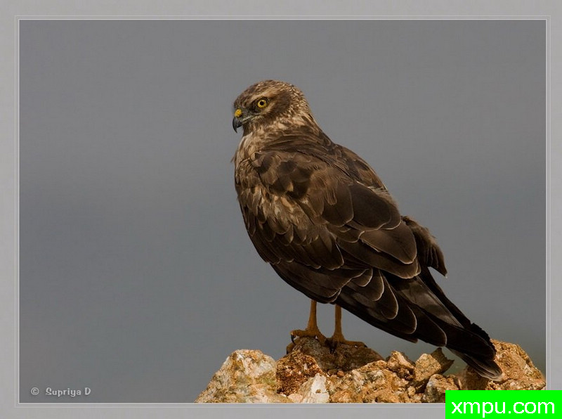 蒙古的鹞[蒙古]--摄影师：S达斯摄影[印度]