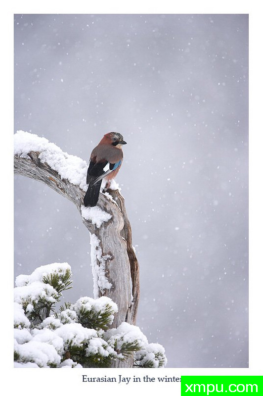 迎瑞雪？难过---著名摄影师： 丹尼绿色摄影