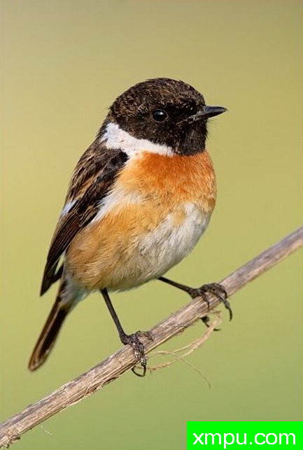 斯通---野生动物摄影师：丹尼拉雷多摄影