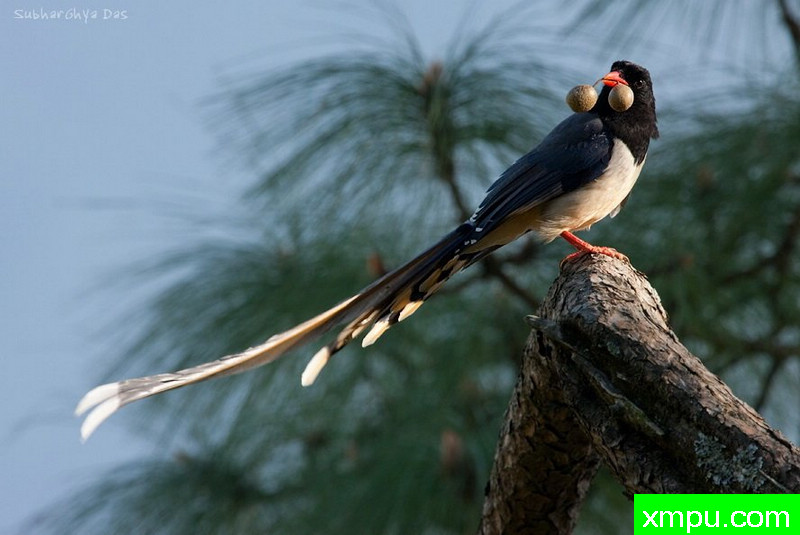 红嘴蓝鹊[印度]---摄影师：S达斯摄影