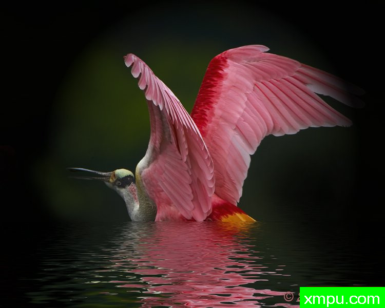 刷新浴 ---著名摄影师：归厄尔Arboneaux摄影[美国]