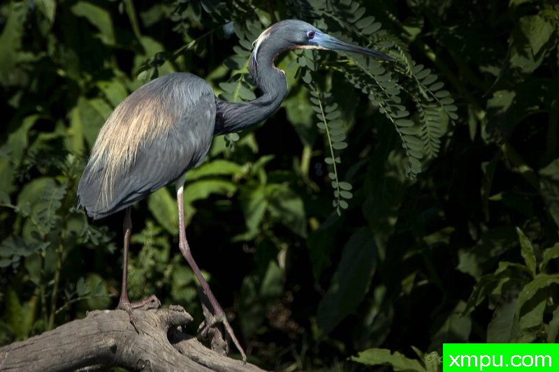“三色苍鹭”---著名摄影师：归厄尔Arboneaux摄影[美国]